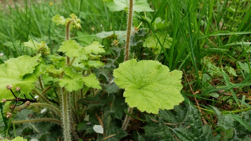 Tellima grandiflora