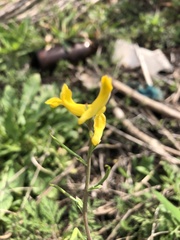 Corydalis halei