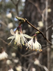 Lonicera praeflorens japonica