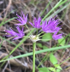 Allium columbianum