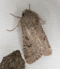 Protorthodes melanopis