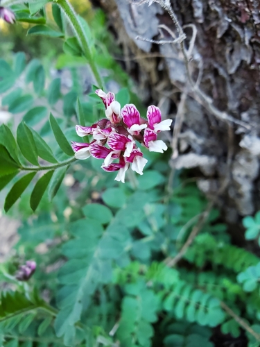 Image of Hosackia stipularis by no rights reserved
