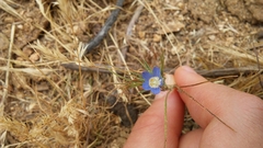 Eriastrum sapphirinum