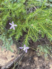 Philotheca salsolifolia