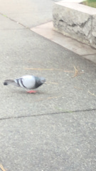 Columba livia domestica