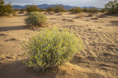 Baileya pauciradiata