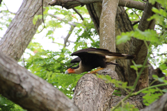 Caracara