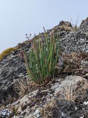 Ottoa oenanthoides