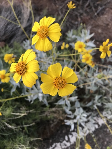 Encelia farinosa