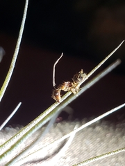Ophiocordyceps unilateralis