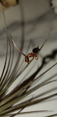 Ophiocordyceps unilateralis