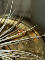 Ophiocordyceps unilateralis