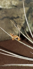 Ophiocordyceps unilateralis