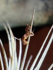 Ophiocordyceps unilateralis
