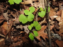 Thalictrum thalictroides