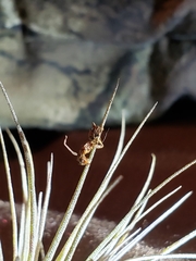 Ophiocordyceps unilateralis