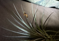 Ophiocordyceps unilateralis