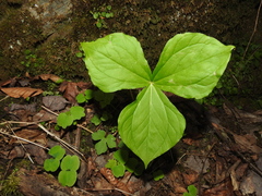 Trillium rugelii