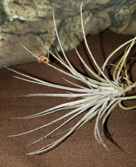 Ophiocordyceps unilateralis