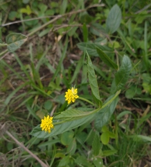 Lippia asperrima
