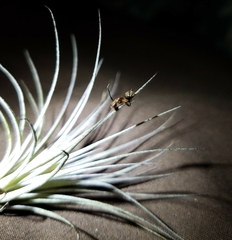 Ophiocordyceps unilateralis