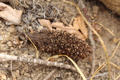 Pholisma arenarium