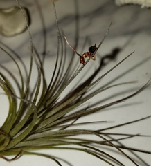 Ophiocordyceps unilateralis