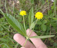 Lippia asperrima