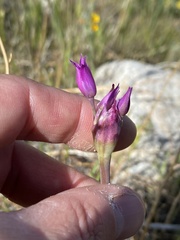 Allium peninsulare