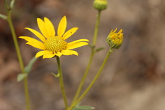 Helianthus gracilentus