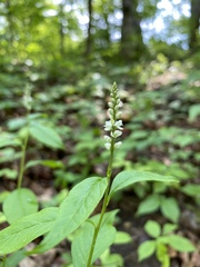 Polygala senega