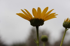 Helianthus gracilentus