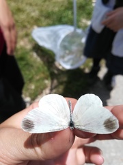 Dismorphiinae