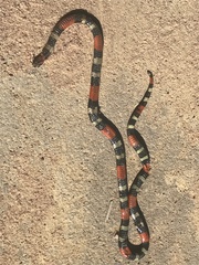 Micrurus lemniscatus