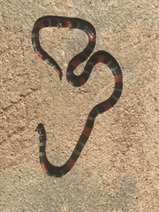 Micrurus lemniscatus