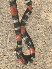 Micrurus lemniscatus