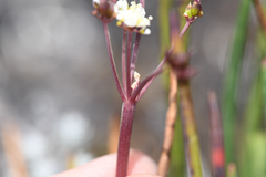 Ottoa oenanthoides