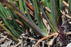 Ottoa oenanthoides