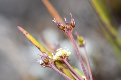 Ottoa oenanthoides