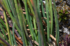 Ottoa oenanthoides