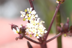 Ottoa oenanthoides