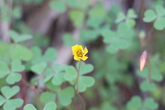 Oxalis californica