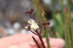 Ottoa oenanthoides