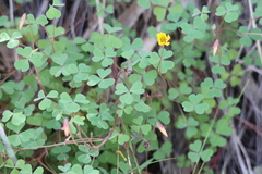 Oxalis californica