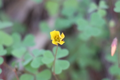 Oxalis californica
