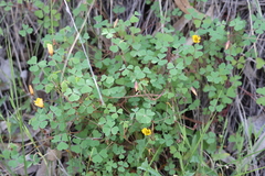 Oxalis californica