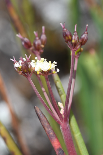 Ottoa oenanthoides image