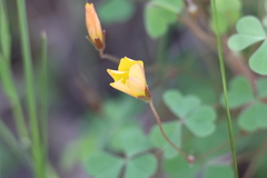 Oxalis californica