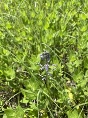 Camassia angusta