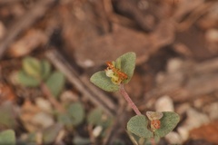 Euphorbia deltoidea subsp. serpyllum image